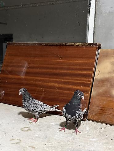 goyerçin: Ebres ekey maya tam saqlam temiz qara ebresder kekili qiymetle baqli — 5