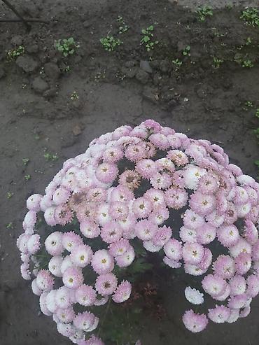 Хризантема: Хризантема — 7