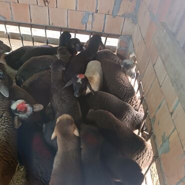 Quzu: Salam hervaxdız xeyir saxlamlıq quzularm cxdı satqa isdiyen elaqe — 5