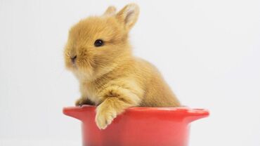 Dovşanlar: Ev dovşanı balaları satılır. Karlik(cırtdan) cinsi. Sağlam və — 21