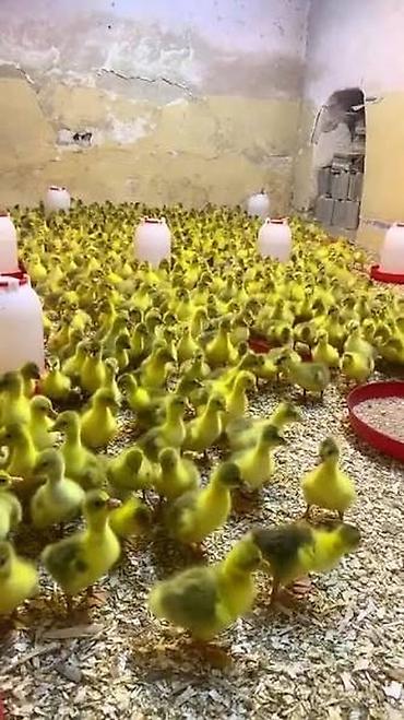 hereti xoruz sats: Qaz, ördək, hinduşka və lal ördək cücə satışı - Növlər: qaz cücəsi — 2