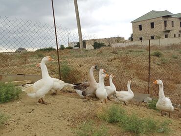 Qazlar: Erkək, Ətlik, Ünvandan götürmə — 5