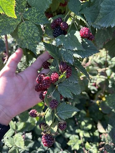 Семена и саженцы: 🍇 САЖЕНЦЫ ЕЖЕВИКИ «ЛОХ ТЕЙ» 🌿 🌱 Сорт: Лох Тей (Loch Tay) 🪴 Крепкие и — 4