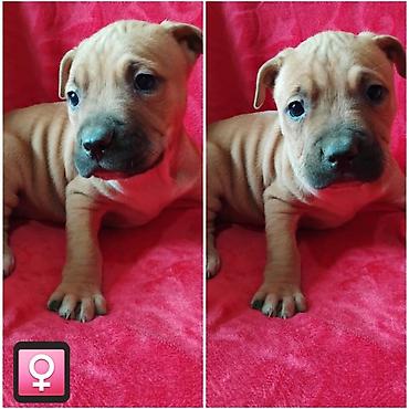 Psi: Pit bull štenci na prodaju Oštenjeni: 18.12.2025 Primili su prvu — 3