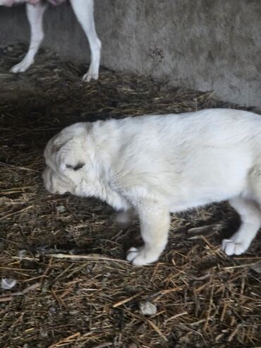İtlər: Salam hamıya! çox sağlam və gözəl küçüklər satılır! 2 aylıg, erkək və — 5