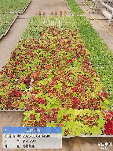 flowers: Рассада цветов из теплицы - Профессионально выращенная рассада — 10