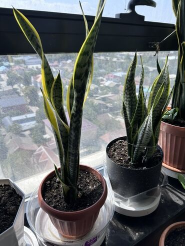 Замиокулькас (Долларовое дерево): Замиокулькас, также известный как долларовое дерево, представлен в — 15