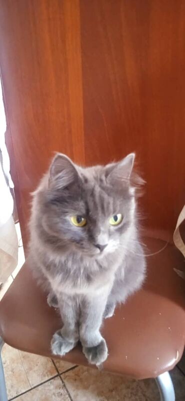 донской сфинкс кошка: Беспородная, 2 года, Девочка, Серый