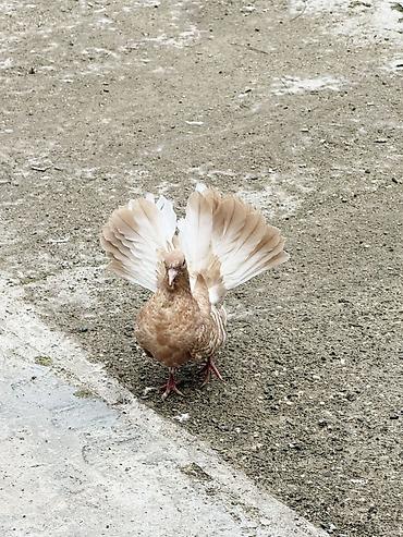 Quşlar: Pablin cinsi goyercinler baladilar cutu 30 manat zehmet olmasa zengle — 3