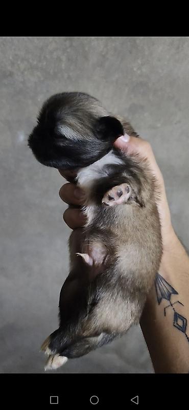 it bazari 2023: Pekines, 1 ay, Dişi, Peyvəndli, Ödənişli çatdırılma — 2