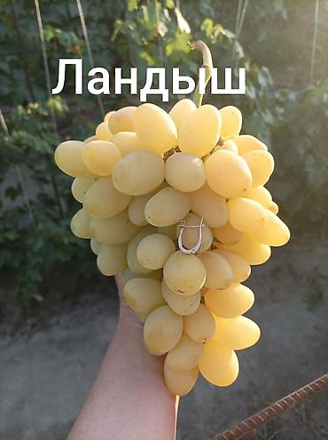 Үй жана бакча: Юпитер годовалые саженцы столового винограда кишмиш неукрывной — 3