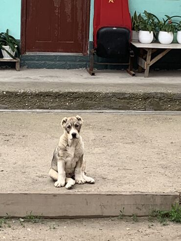 щенки сенбернар: Продаю щенка алабая (девочка) 
3 месяца,привита