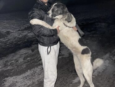 Собаки: Продаю суку рабочую,породы алабай,1,5 года Привозная с Казахстана,по