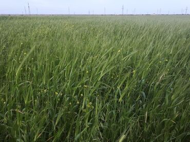 is elanlari xacmaz 2021: 450 соток, Для сельского хозяйства, Собственник, Купчая