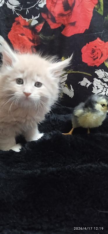 Продажа кошек: Мейн-кун, 1 месяц, Девочка — 15