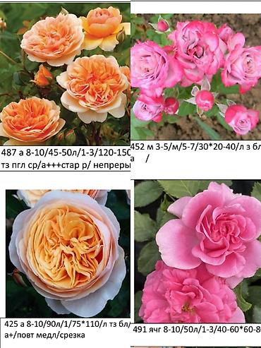 Роза: Саженцы — 3