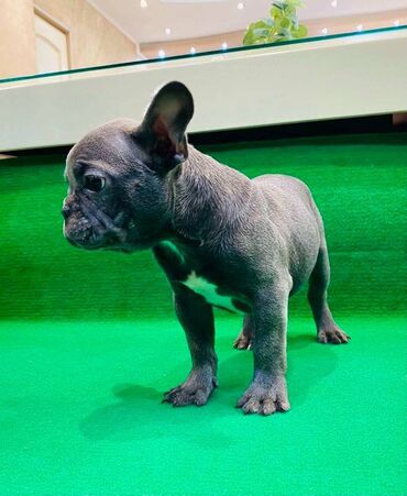 Psi: Zensko stene francuskog buldoga egzotične plave boje bez tigrine na lalafo.rs — 9 Psi: Zensko stene francuskog buldoga egzotične plave boje bez tigrine — 9
