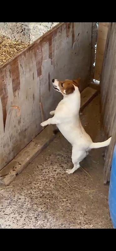 mops satilir: Cek rassel teryer, 1 il, Dişi, Peyvəndli, Ünvandan götürmə, Ödənişli çatdırılma — 1