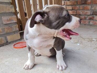 Psi: Američki Stafordski terijer, plavi štenci Na prodaju dva muška šteneta — 13