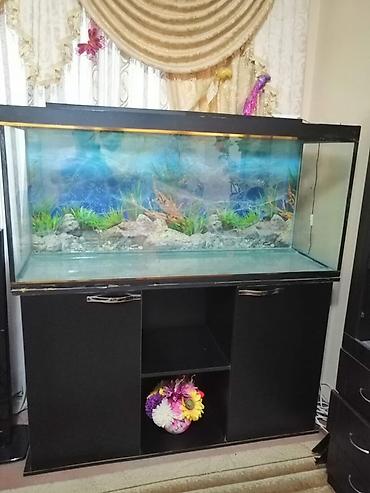 Akvariumlar: Böyük ölçülü akvarium və alt dolabı - Şüşə akvarium: ön/yanları — 1
