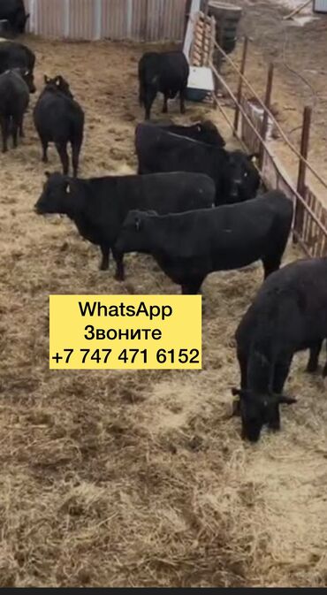 корова голштин: Бычки телята телочки коровы Ангус голштин