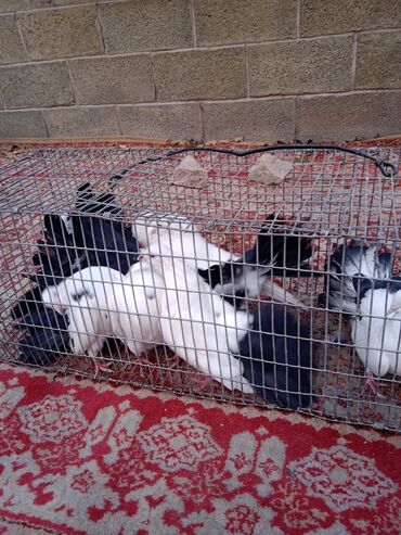 Птицы: Продаю, Чернохвостых Павлинов,проглистованы и.т.д.(пол) голубей не — 6