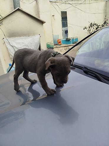 pitbul satanlar: Amerikan sortu pitbul Boz rəngdə balaca it balası - Cins: qısa tüklü — 5