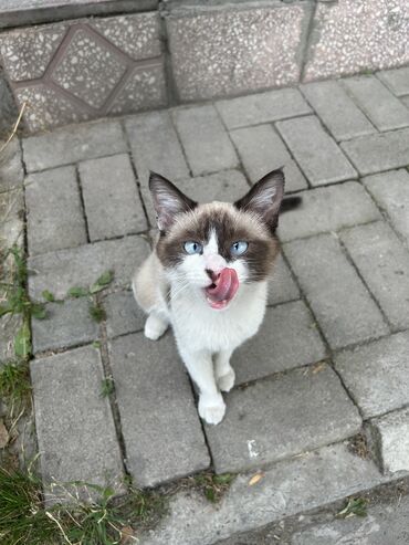 Коты: Котенок 3-4 месяцев в добрые руки. Найден на улице Московская. Очень