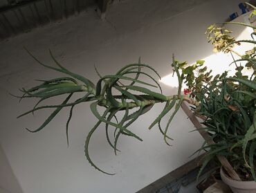ковер для ванны: Алоэ (Aloe) — крупное комнатное растение с мощным стволом и длинными