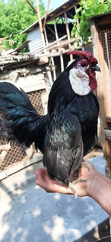 qarğa balası satılır: Minorka ag qulaq yumurtası satılır yalnız — 3