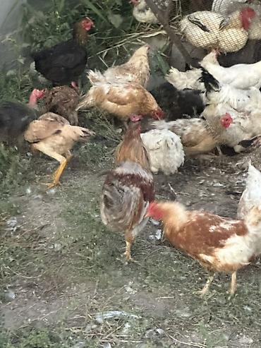 корова алато: Продаю | Куры | Домашняя | Для разведения — 1