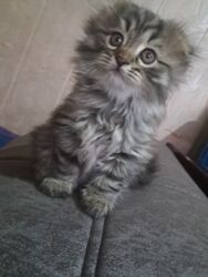 японская порода кошек: 2 айлык, Ургаачы, Лотокко барууга үйрөтүлгөн