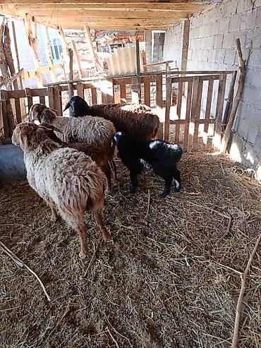 Баран, овца: Продаю | Овца (самка) | Для разведения — 5