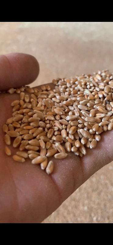 сколько стоит телефон: Заря ᐈ Мобильные телефоны и аксессуары 49 ...