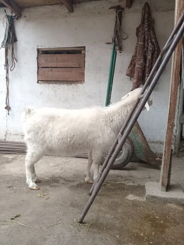 ангорская коза: Продаю | Коза (самка) | Зааненская | Для разведения, Для молока | Котные