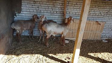 брама лаванда: Продаю | Баран (самец) | Арашан | Для разведения | Племенные — 4