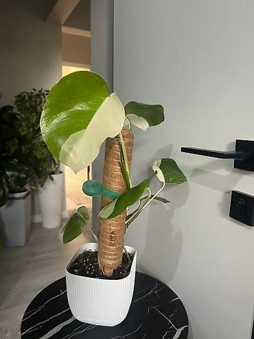 Монстеры: Монстера вариегатная (Monstera deliciosa variegata) — комнатное — 5