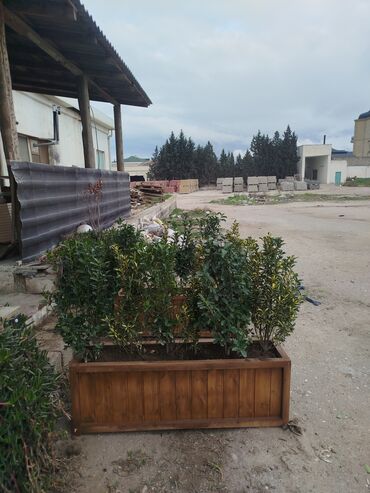 Bitkilər üçün dibçəklər: 🇦🇿Bakı şəhəri üzrə zəmanətli Taxta dipçəklərin topdan və pərakəndə — 7