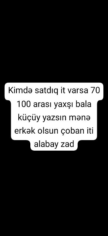 cücə satışı 2021: Alabay, Erkək — 1