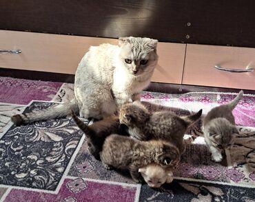 продажа кукурузы в початках: Шотландские короткоухие котята - Порода: шотландская скоттиш фолд и