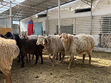 Баран, овца: Продаю | Баран (самец) | Арашан | На забой — 3