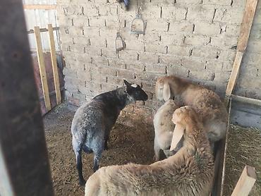 goat: Продаю | Ягненок | Для разведения — 7