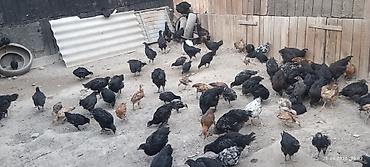 Мясо страуса: Ушул Джерсийкий гигант парода Дакен парода баар тоок Эт жумуртка — 3
