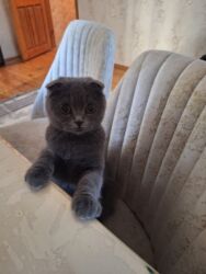 аксесуары для животных: Şotland pişiyidi qız və oğlandı 2 side satılır birisinin 1 yaşı var o