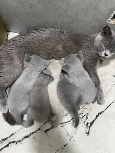 сколько стоит британская короткошёрстная кошка: Британские короткошёрстные котята от одной кошки-мамы. Описание: -