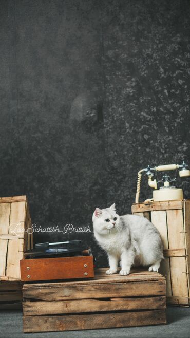 Pişiklər: Britan, Erkək, Cütləşmə üçün -da lalafo.az — 5 Pişiklər: Britan, Erkək, Cütləşmə üçün — 5