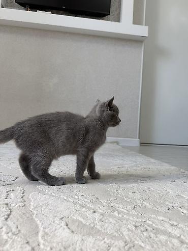 кот британский: Британский короткошёрстный котёнок, окрас сплошной голубой (серый) — 5
