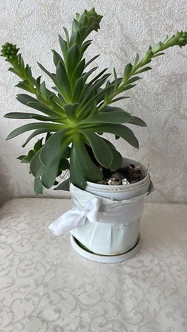 nokia yarpaq: Ev bitkiləri kolleksiyası - Euphorbia milii (Tikanlı tac) – qırmızı — 1