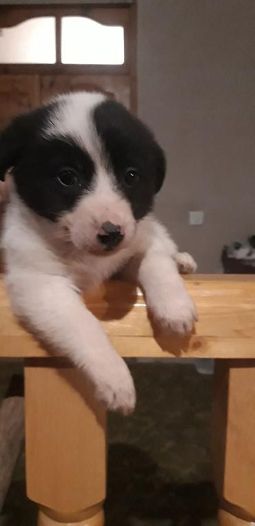 İtlər: Zvonok, 2 ay, Erkek, Peyvəndli — 5