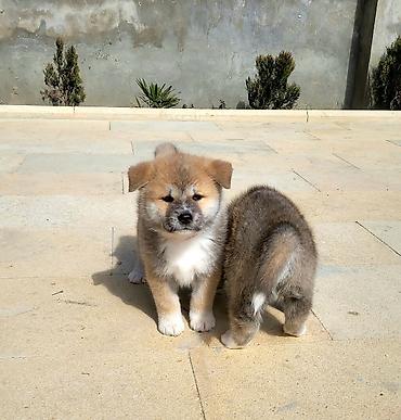 İtlər: Akita-inu — 4